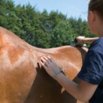 Ein Pferd, zwei Reiter: Eine gute Idee?