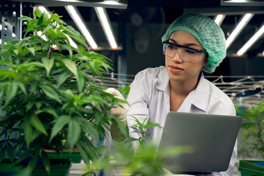 Ein Wissenschaftler in Schutzkleidung untersucht Cannabispflanzen in einer kontrollierten Laborumgebung mit einem Laptop.