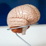 Dad Brain: Wie und wozu sich das Gehirn von Vätern verändert