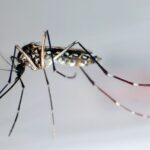 Impfempfehlung: Was Reisende über Chikungunya wissen müssen