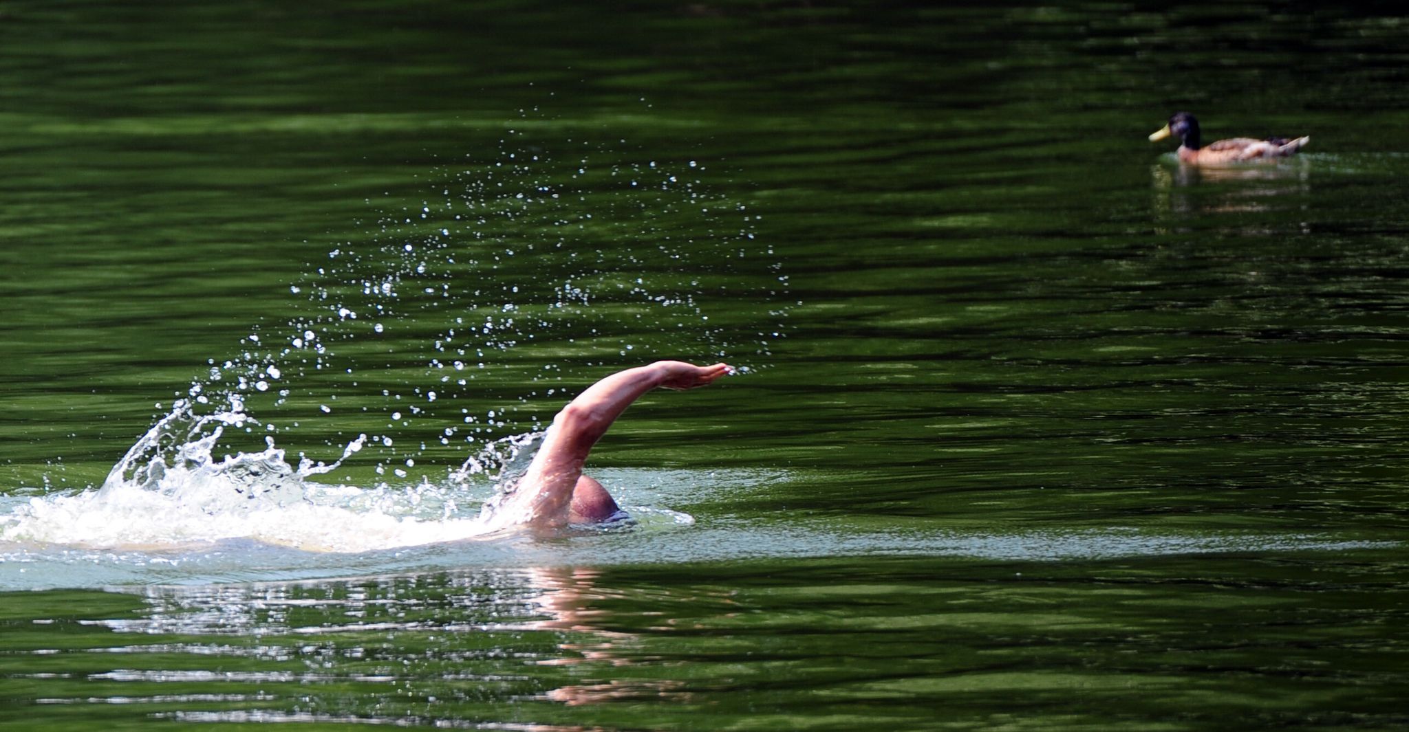 Wels und Co.: Wer schwimmt – außer mir – im Badesee?