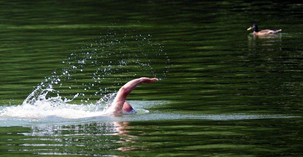 Wels und Co.: Wer schwimmt – außer mir – im Badesee?