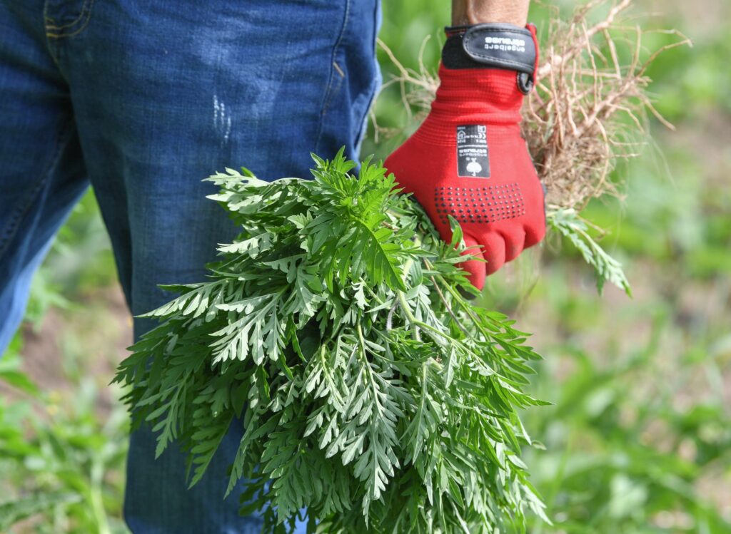 Ambrosia-Saison: Diese Tipps helfen Allergikern