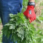 Ambrosia-Saison: Diese Tipps helfen Allergikern