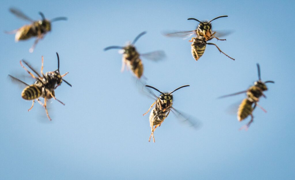 Atemnot nach Wespenstich: 8 Fragen zur Insektengiftallergie