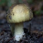 Was man bei Verdacht auf Pilzvergiftung (nicht) tun sollte