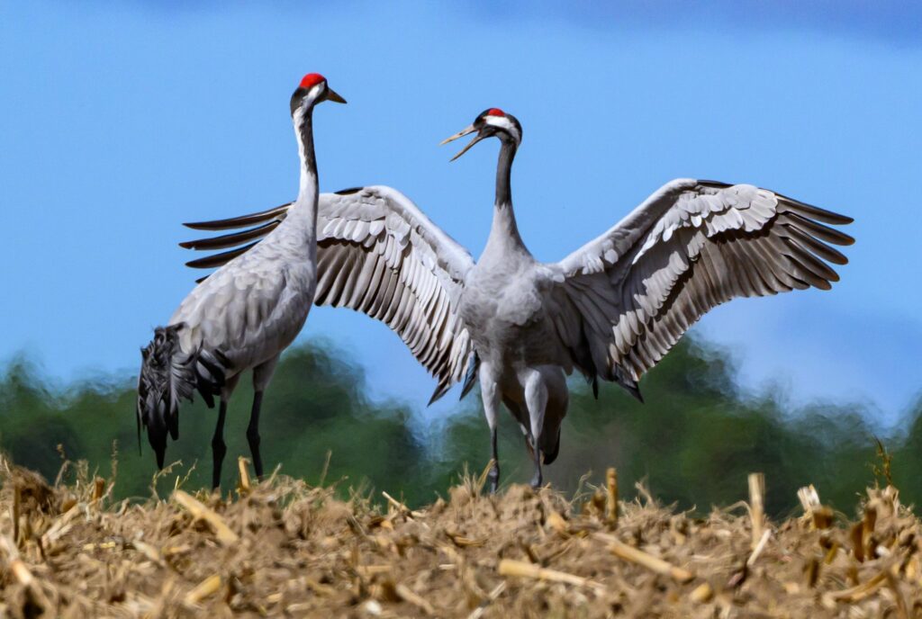 Vogelgrippe: Was tun, wenn ich einen toten Vogel finde?
