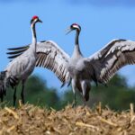 Vogelgrippe: Was tun, wenn ich einen toten Vogel finde?