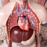 Herzinfarkt: Vorboten zeigen sich teils schon Wochen vorher