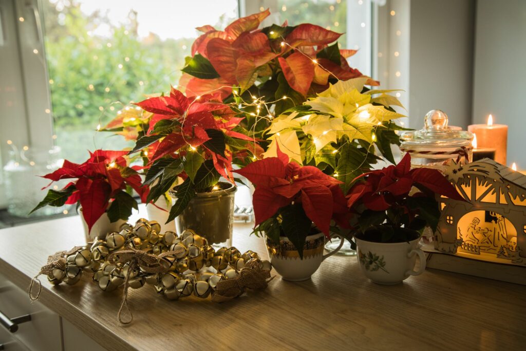 Wissen für Eltern: Diese Weihnachtspflanzen sind giftig