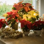 Wissen für Eltern: Diese Weihnachtspflanzen sind giftig