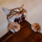 Vorsicht, Infektion! Worauf es nach Tierbissen ankommt