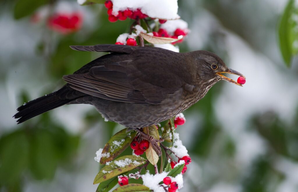 Kälte nach Knallerei – gestressten Vögel richtig helfen