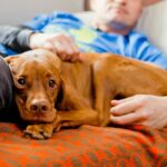 Wie können Tiere der Seele helfen?